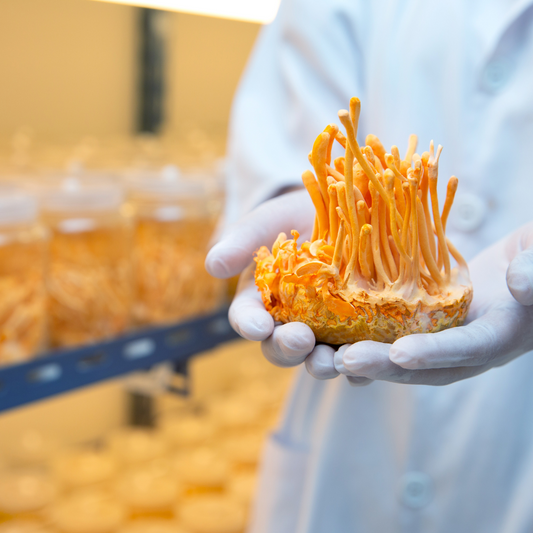 Cordyceps: el hongo adaptógeno que potencia tu energía sin cafeína ni crash
